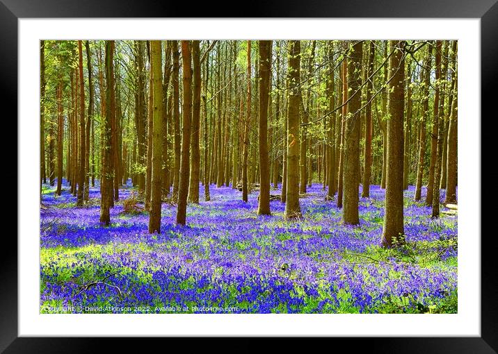 Bluebell Wood  Framed Mounted Print by David Atkinson