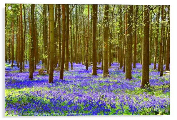 Bluebell Wood  Acrylic by David Atkinson