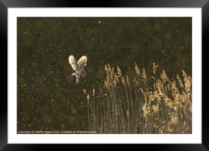 Barn owl hunting Framed Mounted Print by Martin Pople
