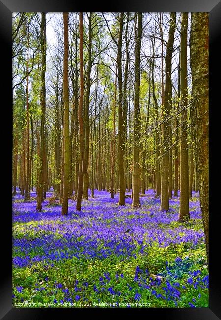 Carpet of Bluebells Framed Print by David Atkinson