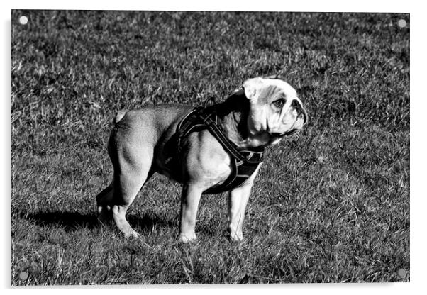 Betsy the Bulldog - Mono Acrylic by Glen Allen