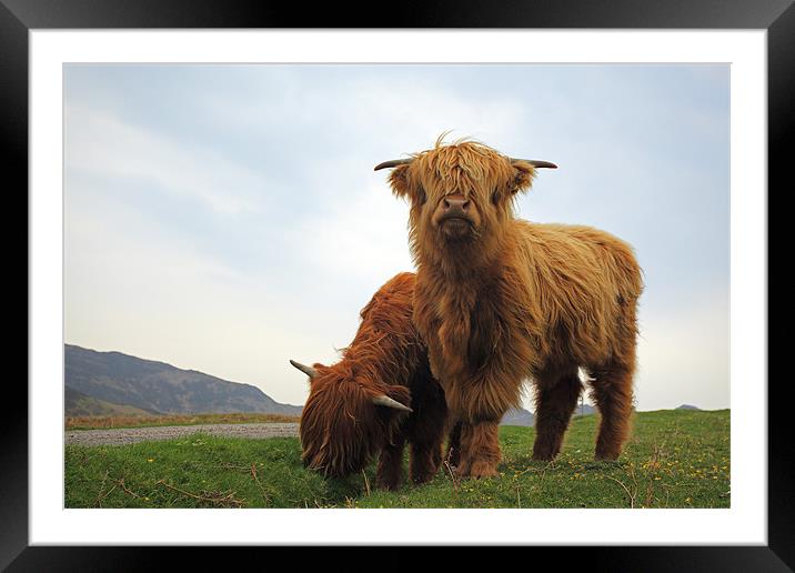Highland Cows Framed Mounted Print by Grant Glendinning