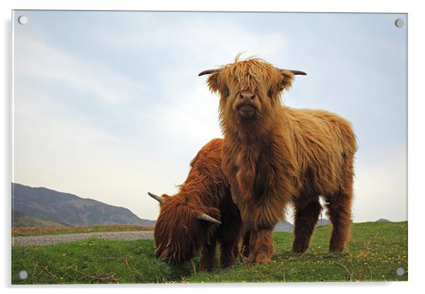 Highland Cows Acrylic by Grant Glendinning