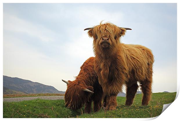 Highland Cows Print by Grant Glendinning