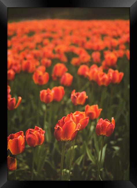 Red Tulip Field Framed Print by Elizabeth Hudson