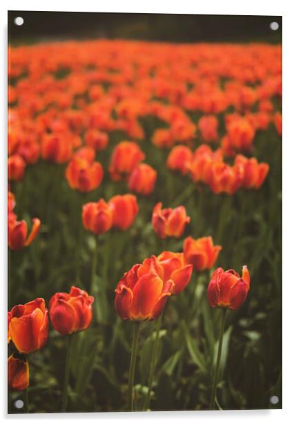 Red Tulip Field Acrylic by Elizabeth Hudson