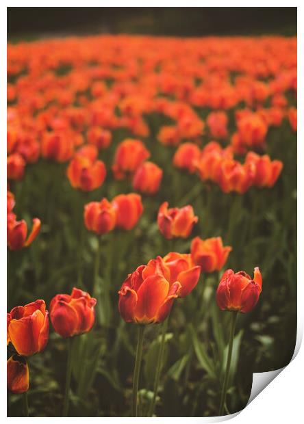 Red Tulip Field Print by Elizabeth Hudson