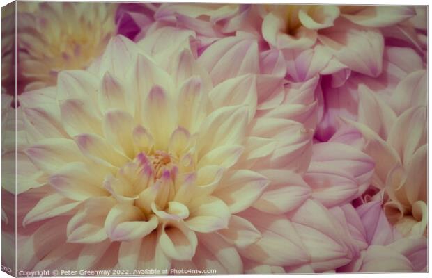 Dahlias At The RHS Wisley Flower Show Canvas Print by Peter Greenway