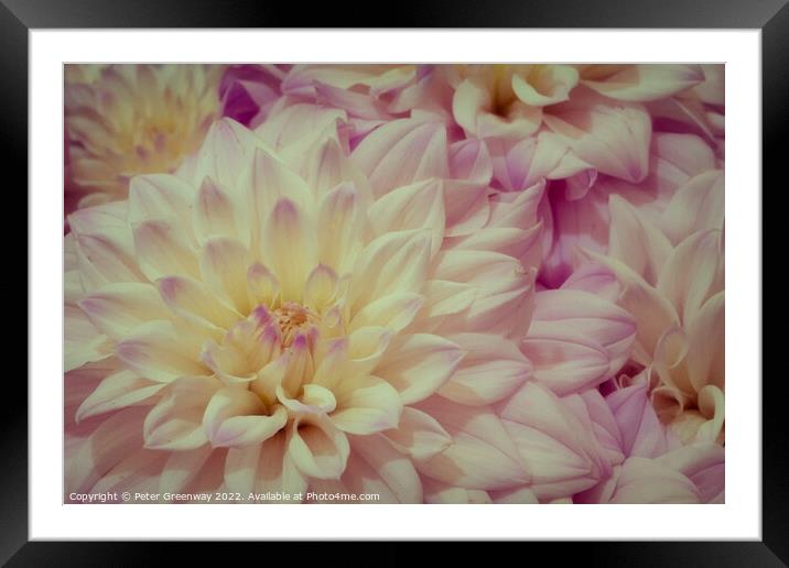 Dahlias At The RHS Wisley Flower Show Framed Mounted Print by Peter Greenway