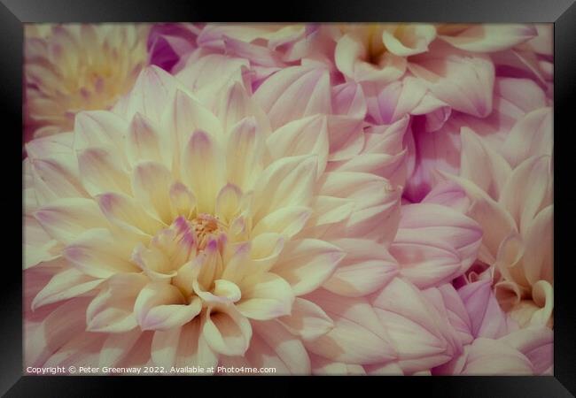 Dahlias At The RHS Wisley Flower Show Framed Print by Peter Greenway