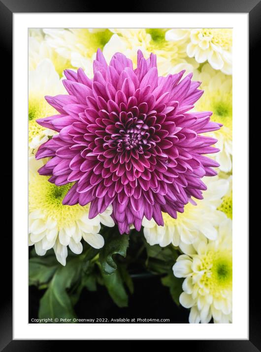 Dahlia Flowers At The RHS Wisley Flower Show Framed Mounted Print by Peter Greenway