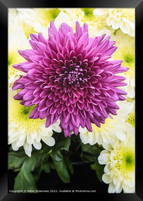 Dahlia Flowers At The RHS Wisley Flower Show Framed Print by Peter Greenway