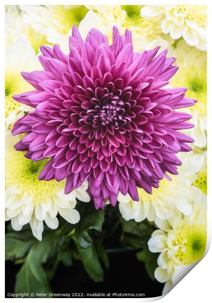 Dahlia Flowers At The RHS Wisley Flower Show Print by Peter Greenway