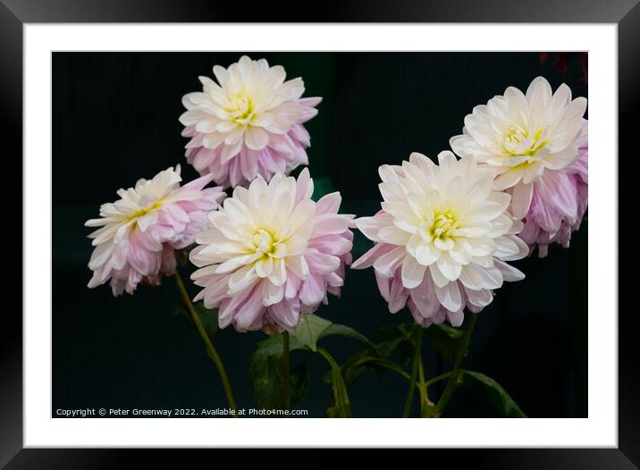 Dahlia Flowers At The RHS Wisley Flower Show  Framed Mounted Print by Peter Greenway