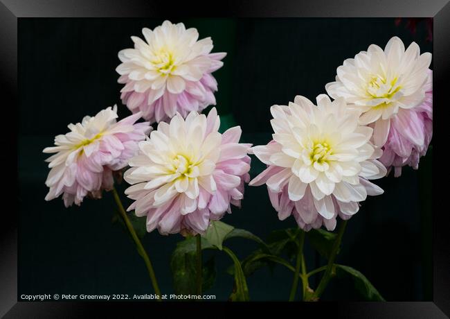 Dahlia Flowers At The RHS Wisley Flower Show  Framed Print by Peter Greenway