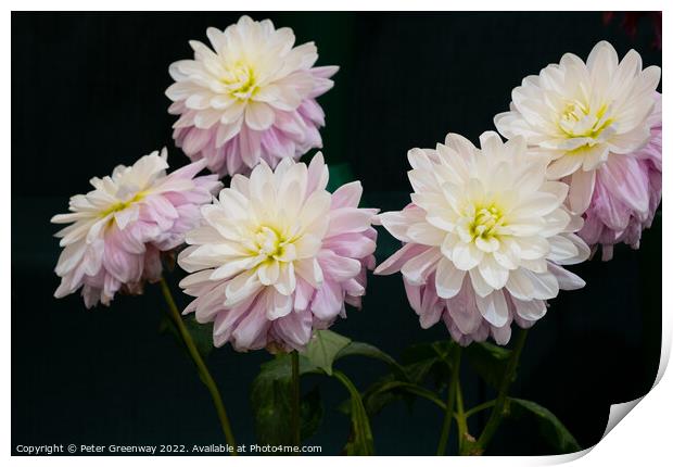 Dahlia Flowers At The RHS Wisley Flower Show  Print by Peter Greenway