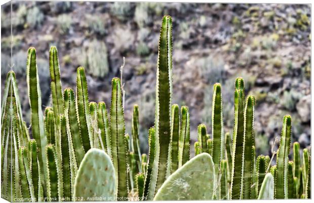 Barranco del Infierno cactus and euphorbiae on walking path near Canvas Print by Frank Bach