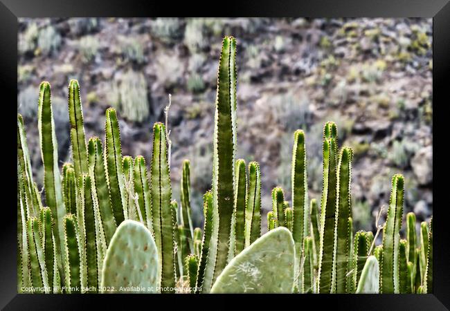 Barranco del Infierno cactus and euphorbiae on walking path near Framed Print by Frank Bach