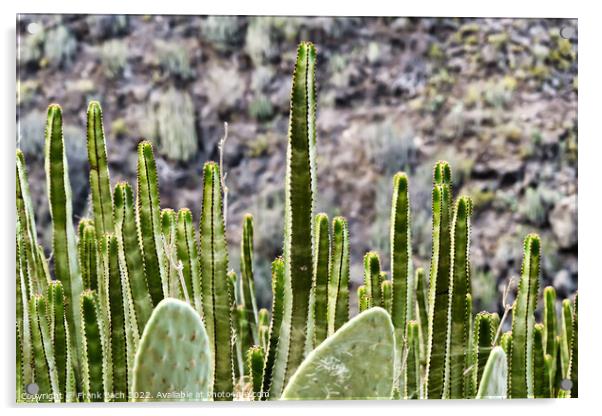 Barranco del Infierno cactus and euphorbiae on walking path near Acrylic by Frank Bach