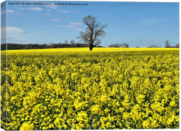 North Riding Rape Seed Fields.  Canvas Print by Lilian Marshall