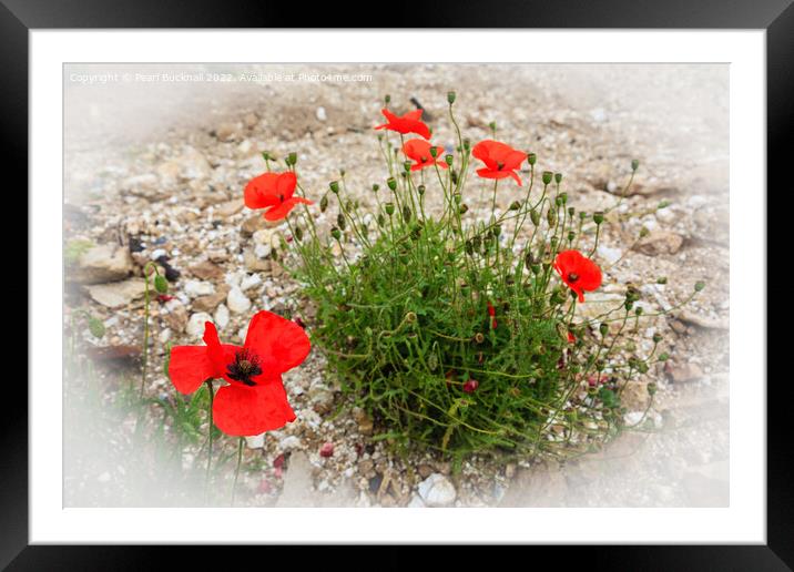 Red Poppies Poppy Flowers Framed Mounted Print by Pearl Bucknall