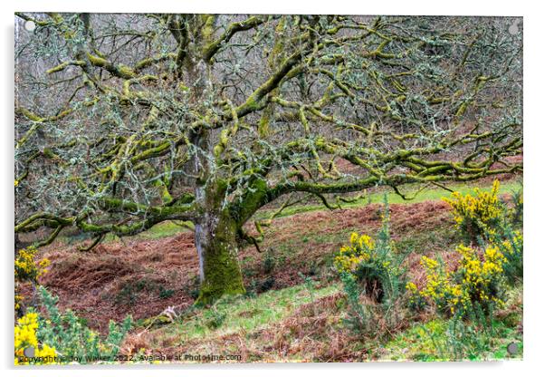 Old Oak tree, Somerset, UK Acrylic by Joy Walker