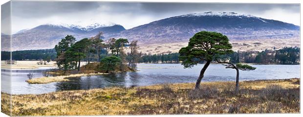 Trees, Loch Tulla Canvas Print by Gary Eason