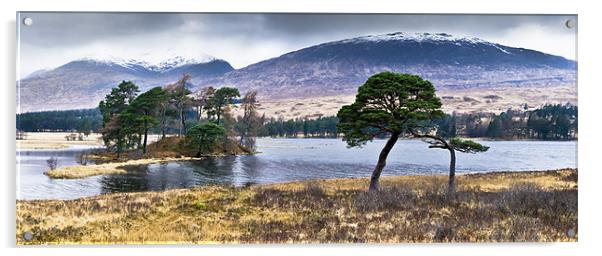 Trees, Loch Tulla Acrylic by Gary Eason
