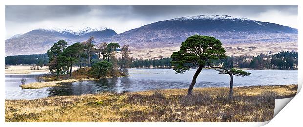Trees, Loch Tulla Print by Gary Eason
