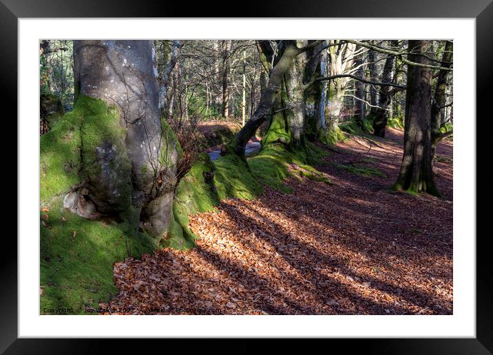 Woodland beech trees and a mossy bank Framed Mounted Print by Joy Walker