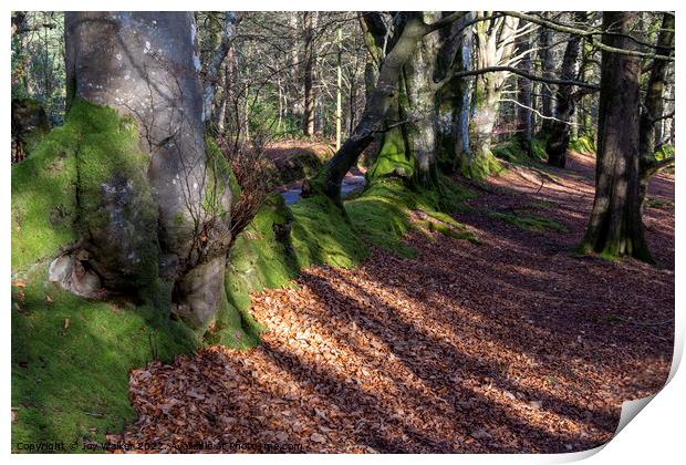 Woodland beech trees and a mossy bank Print by Joy Walker