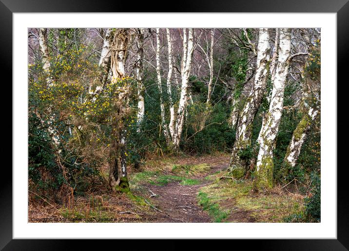 Silver Birch trees lining the pathway Framed Mounted Print by Joy Walker