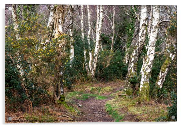 Silver Birch trees lining the pathway Acrylic by Joy Walker