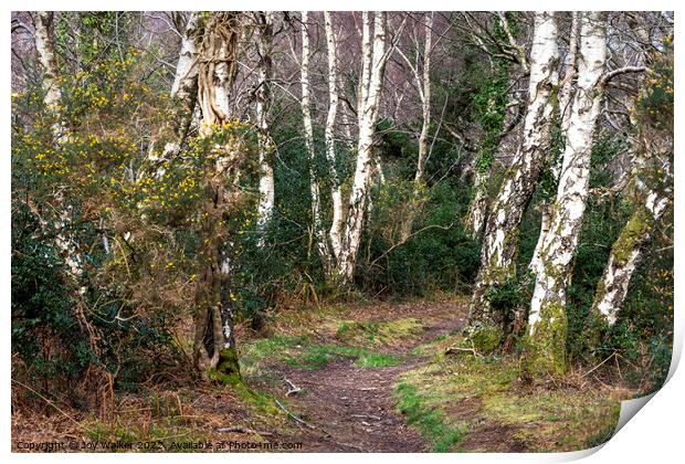 Silver Birch trees lining the pathway Print by Joy Walker