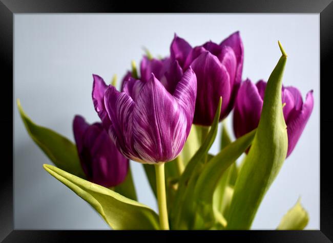 Purple tulips with white stripes Framed Print by Theo Spanellis