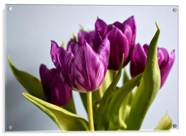 Purple tulips with white stripes Acrylic by Theo Spanellis