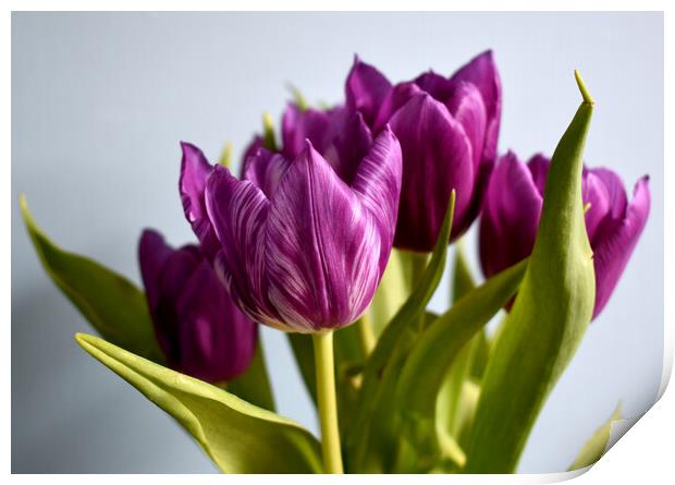 Purple tulips with white stripes Print by Theo Spanellis