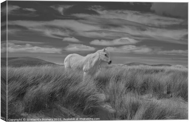 Luskentyre pony Canvas Print by Scotland's Scenery