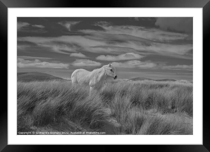 Luskentyre pony Framed Mounted Print by Scotland's Scenery