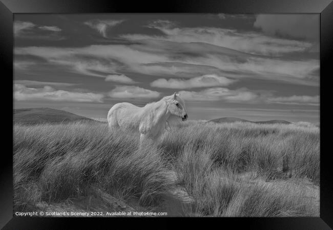 Luskentyre pony Framed Print by Scotland's Scenery