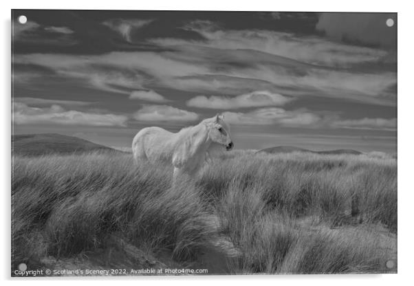 Luskentyre pony Acrylic by Scotland's Scenery
