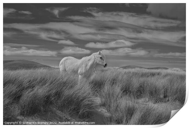 Luskentyre pony Print by Scotland's Scenery