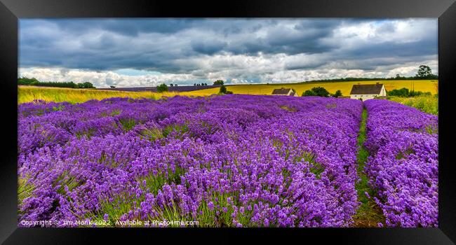 Cotswolds Lavender, Worcestershire Framed Print by Jim Monk