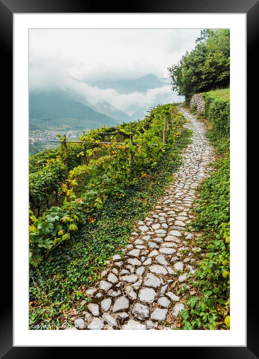 Mountainside with vineyards on a cloudy day in the Italian Alps. Framed Mounted Print by Joaquin Corbalan