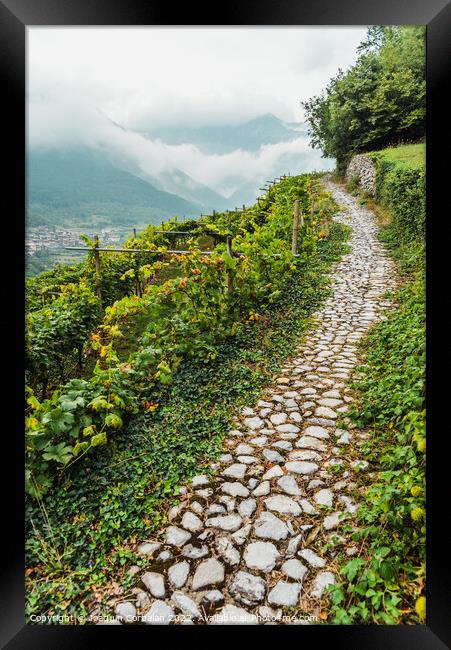 Mountainside with vineyards on a cloudy day in the Italian Alps. Framed Print by Joaquin Corbalan