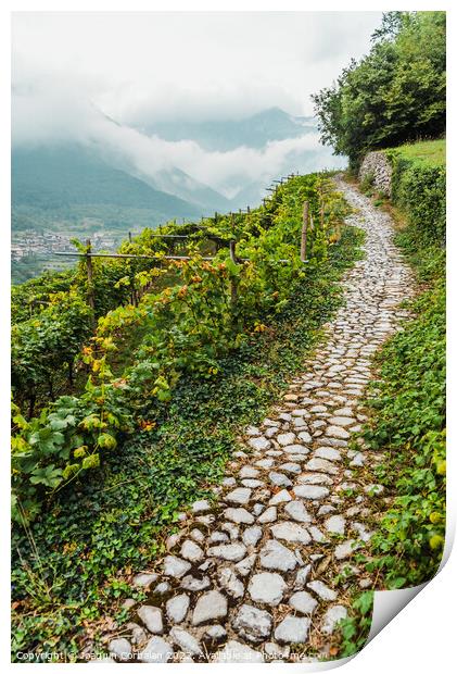 Mountainside with vineyards on a cloudy day in the Italian Alps. Print by Joaquin Corbalan