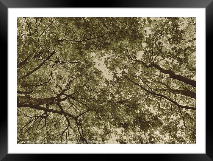 Tree Tops in England Framed Mounted Print by Elaine Anne Baxter