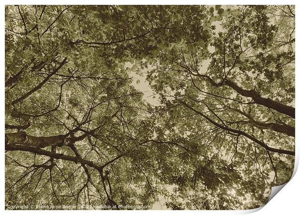 Tree Tops in England Print by Elaine Anne Baxter