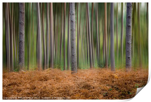 Abstract blurred woodland  714 Print by PHILIP CHALK