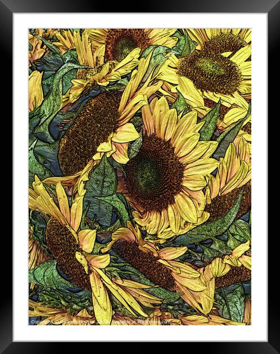 Golden Sunflowers Framed Mounted Print by Deanne Flouton